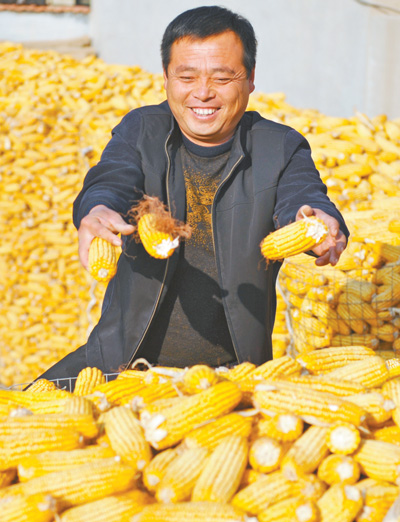 河北海興縣高灣鎮(zhèn)苗莊子村村民平鎖柱冬閑時節(jié)儲存玉米。 　　人民視覺