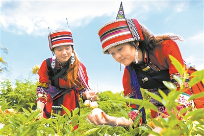 云南省陸良縣通過發(fā)展馬鈴薯、人參果、中藥材種植等產(chǎn)業(yè)，實現(xiàn)富民增收，推動少數(shù)民族地區(qū)走向共同富裕。圖為9月30日，該縣小百戶鎮(zhèn)打鼓彝族村村民在田間采摘成熟的人參果。王勇 攝