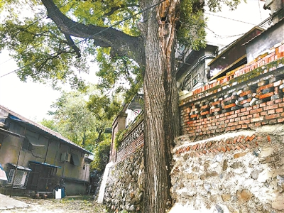 圖為北京市門頭溝區(qū)龍泉鎮(zhèn)龍泉?jiǎng)?wù)西街一棵主干被卡在坡道磚墻里的古國槐樹。 （圖片來源：京報(bào)網(wǎng)）