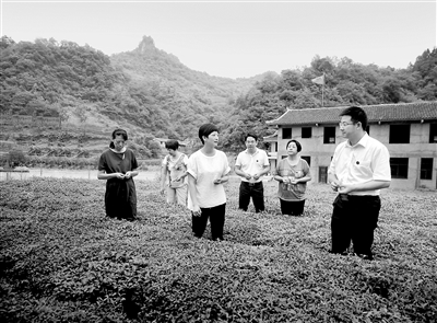 王婷與石門縣領導在父親與她的扶貧基地——薛家村茶園。 （湖南省常德市石門縣委供圖）